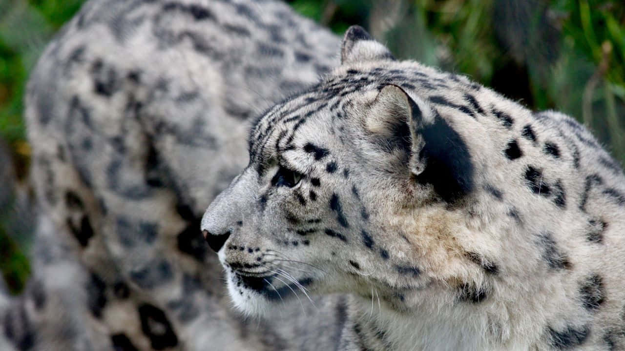 snow leopard profile