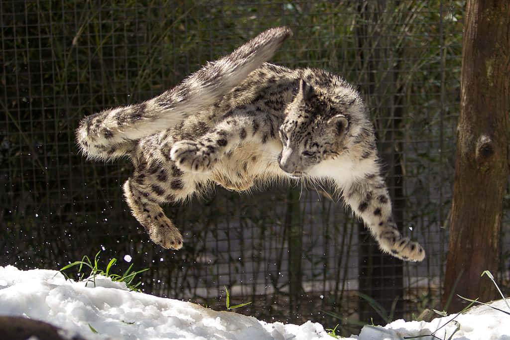 Imagende Un Leopardo Saltando Sobre La Nieve.