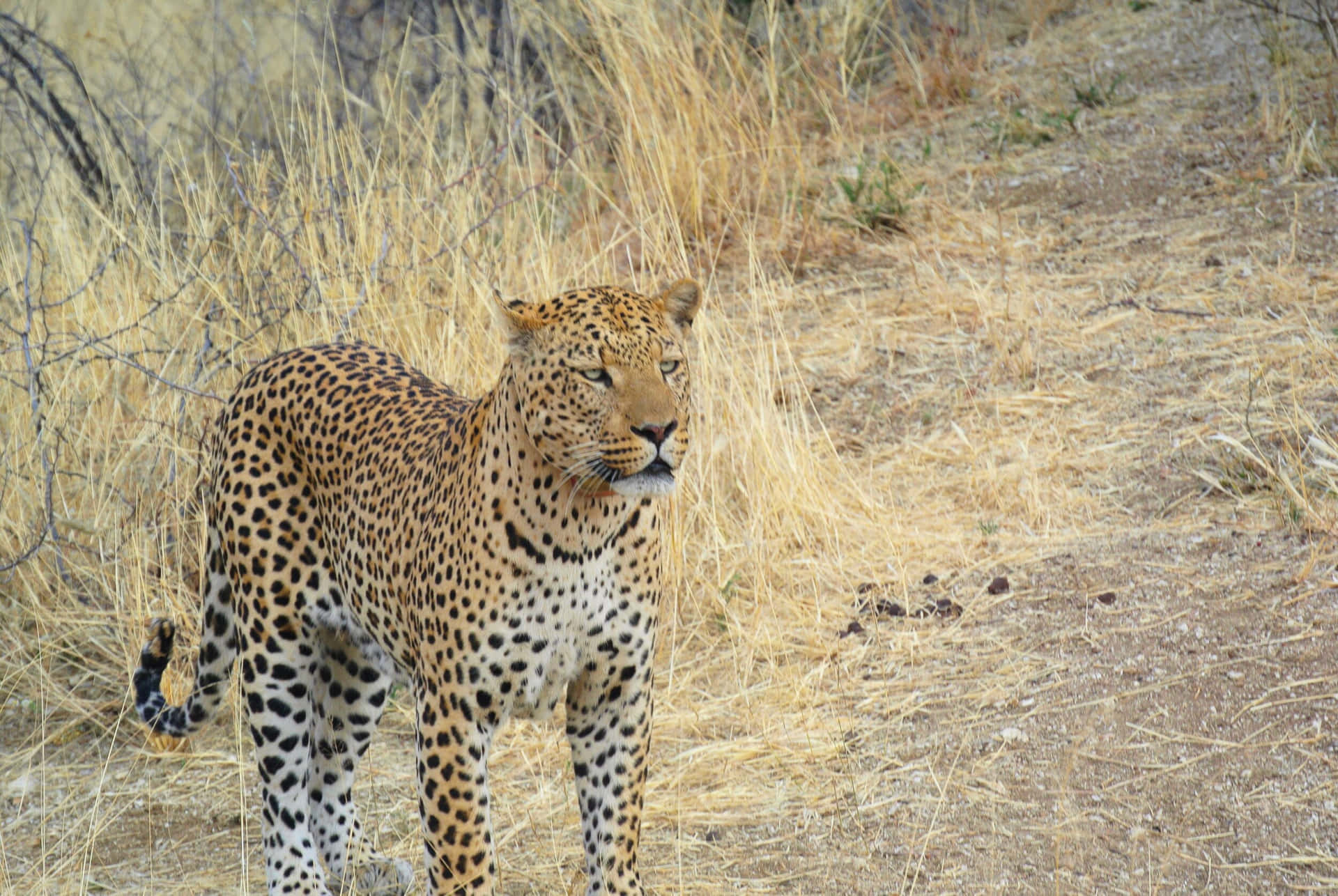 Leopardsteht Auf Trockenem Gras Bild.