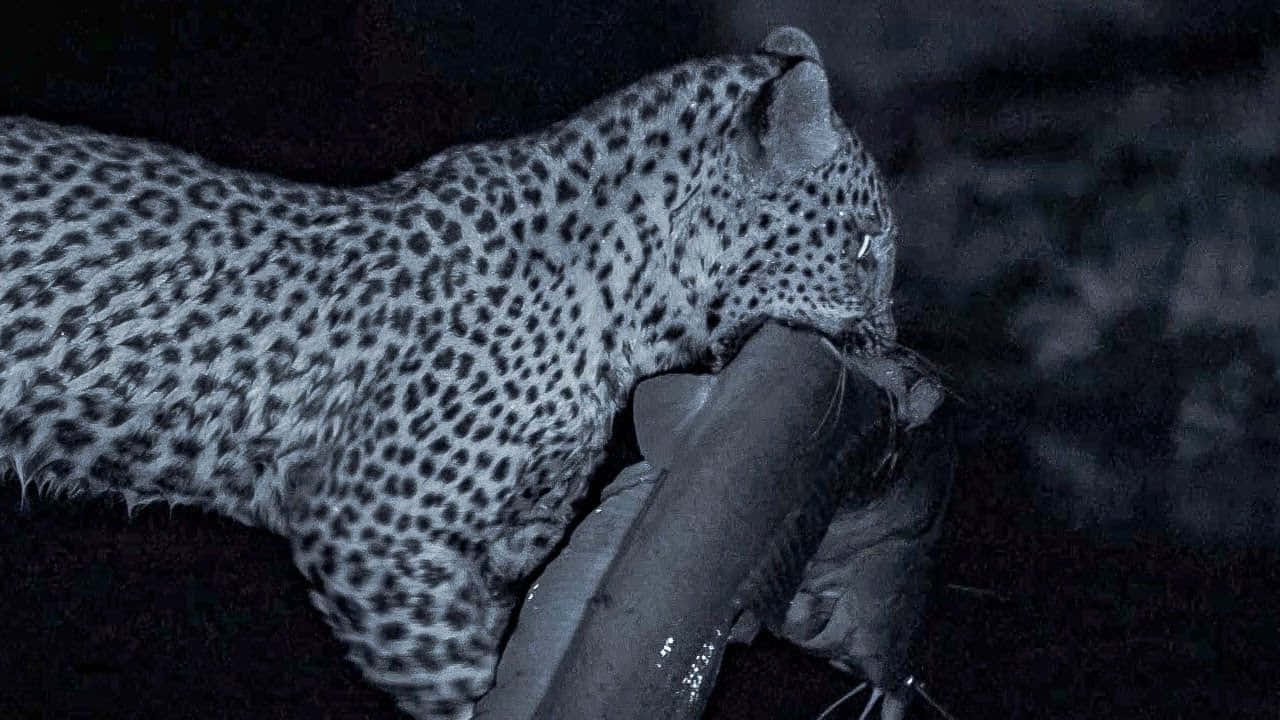 Leoparden sort og hvid fotografi billede tapet