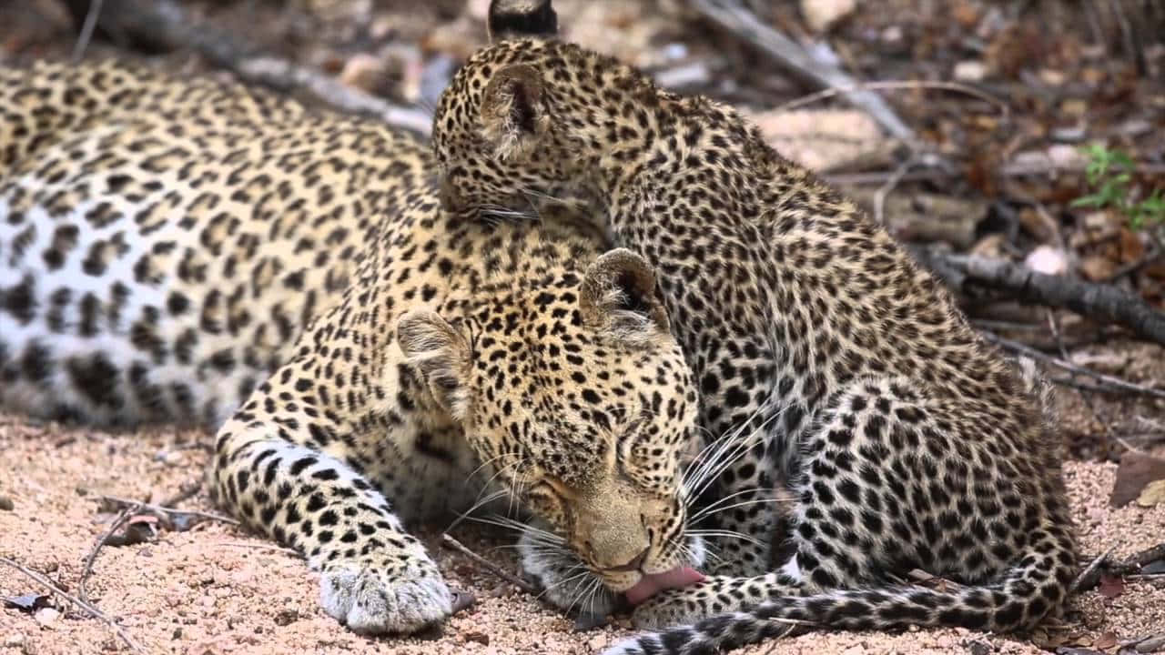 Leopard Grooming Baby Cub On Ground Picture