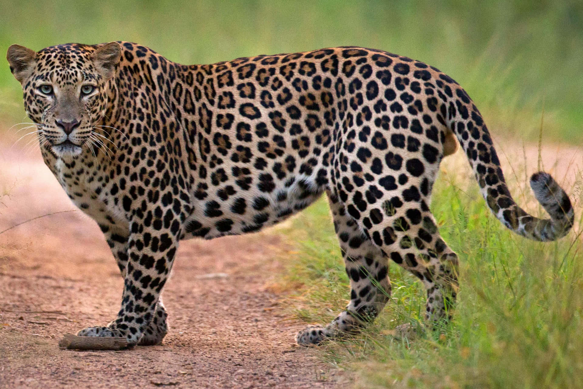Imagende Un Leopardo Parado Cerca De Un Pasto Verde