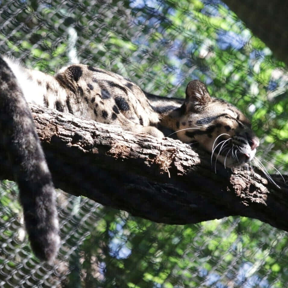 Imagende Un Leopardo Durmiendo En Una Rama De Árbol