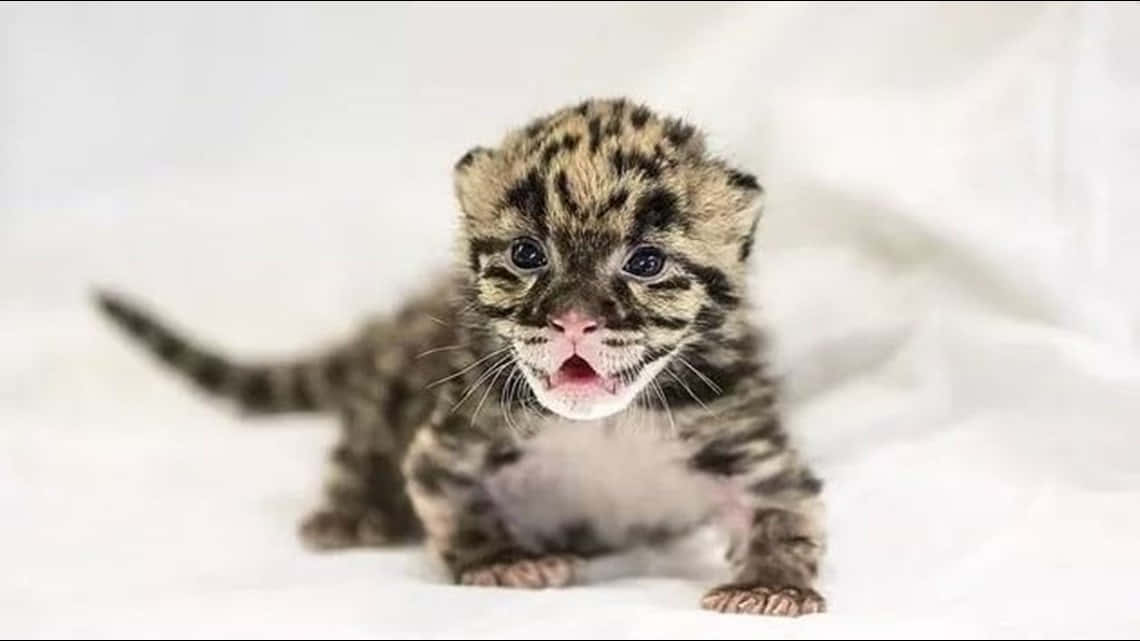 Imagende Un Bebé Leopardo En Una Habitación Blanca.