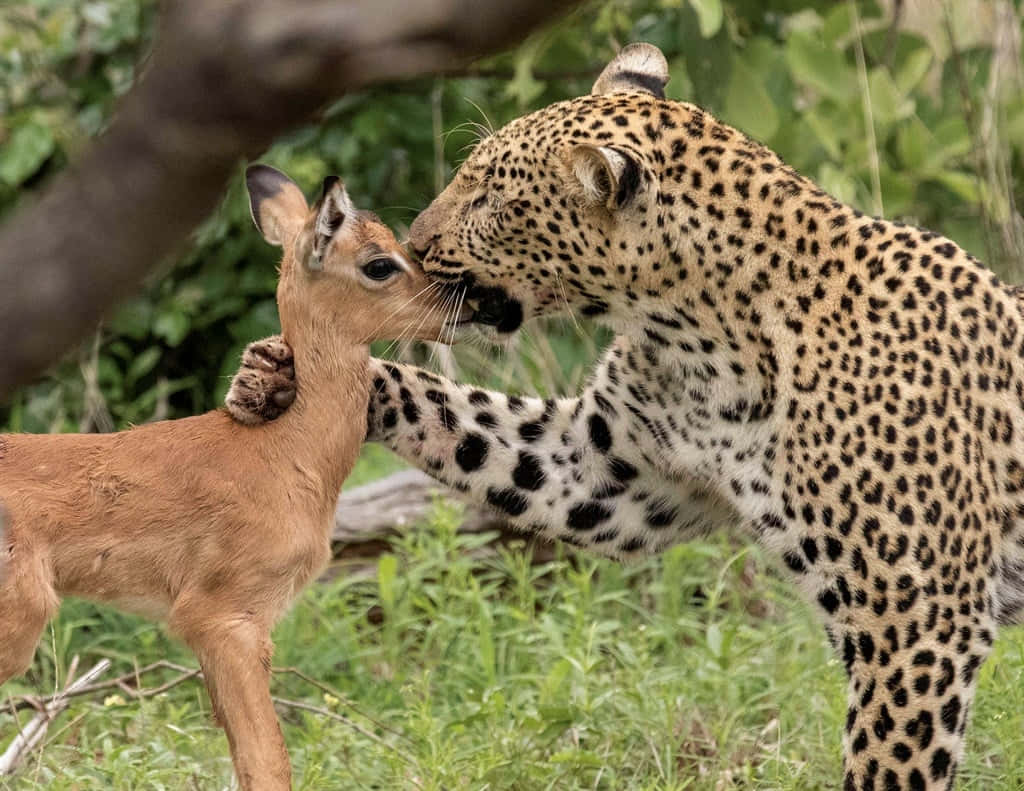 Imagende Un Leopardo Mordiendo A Un Bebé Ciervo.