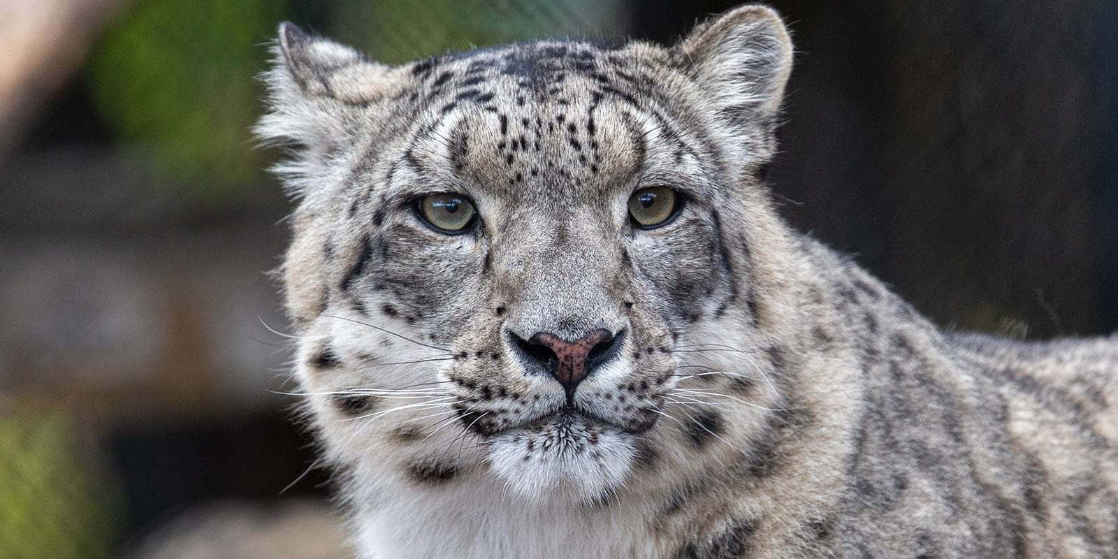 Immaginefotografica Ravvicinata Di Un Leopardo Delle Nevi