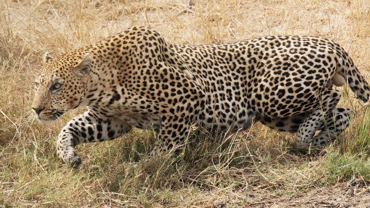 Imagende Un Leopardo Corriendo Sobre El Pasto