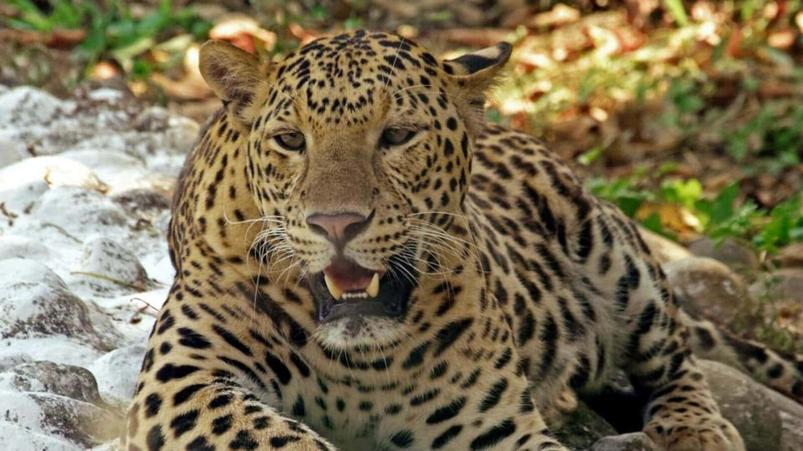 Imagende Un Leopardo Bostezando En La Selva
