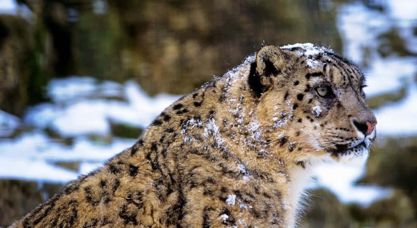 Imagende Leopardo Cubierto De Nieve