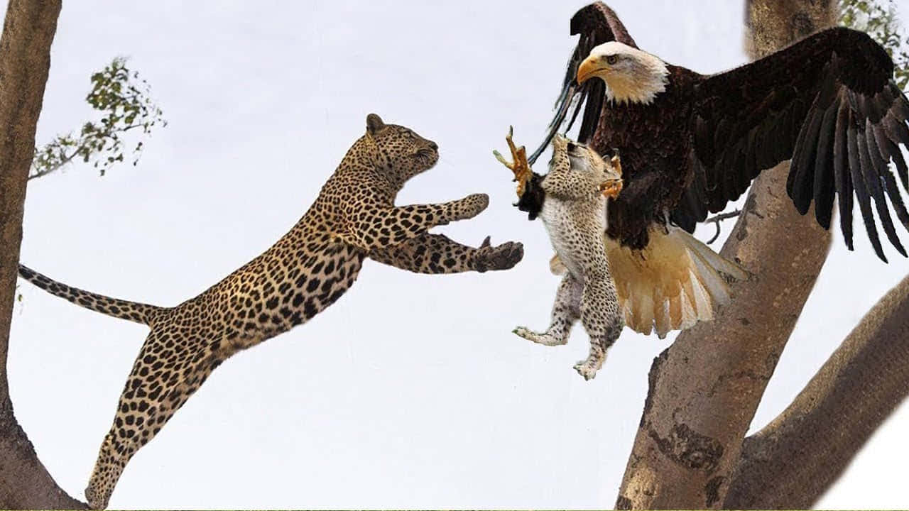 Leopard Fighting Eagle Above Trees Picture