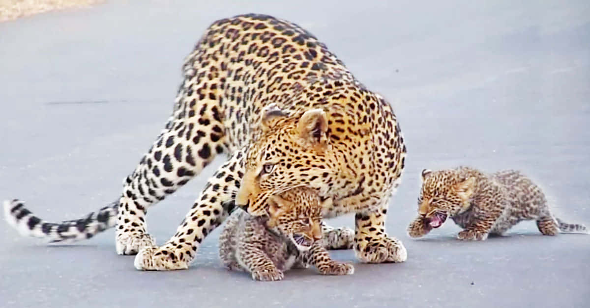Leopard Mother Playing With Her Baby Cubs Picture