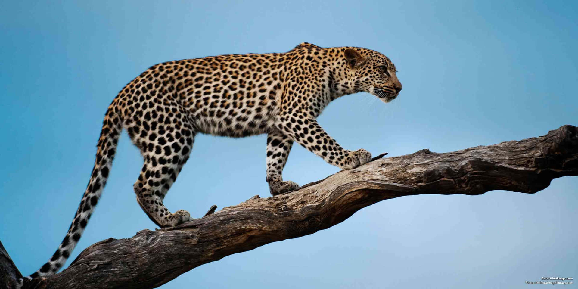 Leopard Gående på Træ Gren Billede Tapet