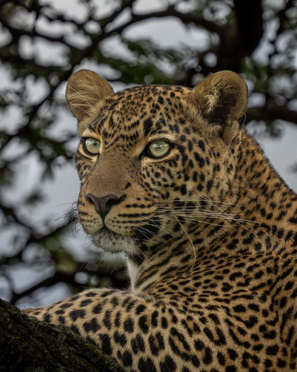 Leopardmed Gröna Ögon-bild