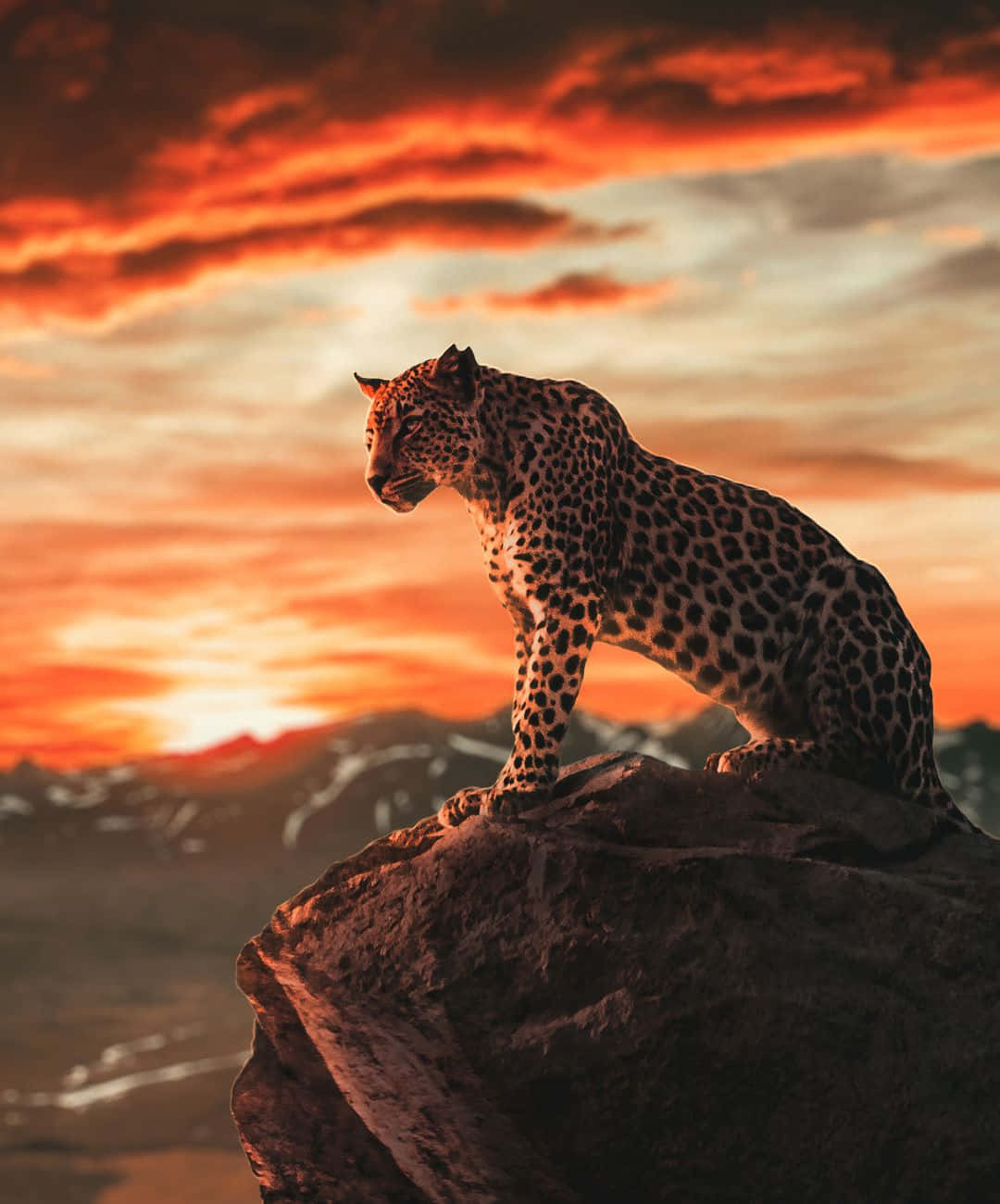 Imagende Leopardo En Un Acantilado Bajo La Puesta De Sol