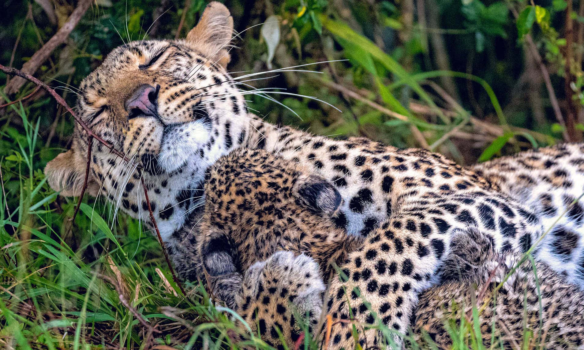 Leopardkuschelt Auf Grasbild.