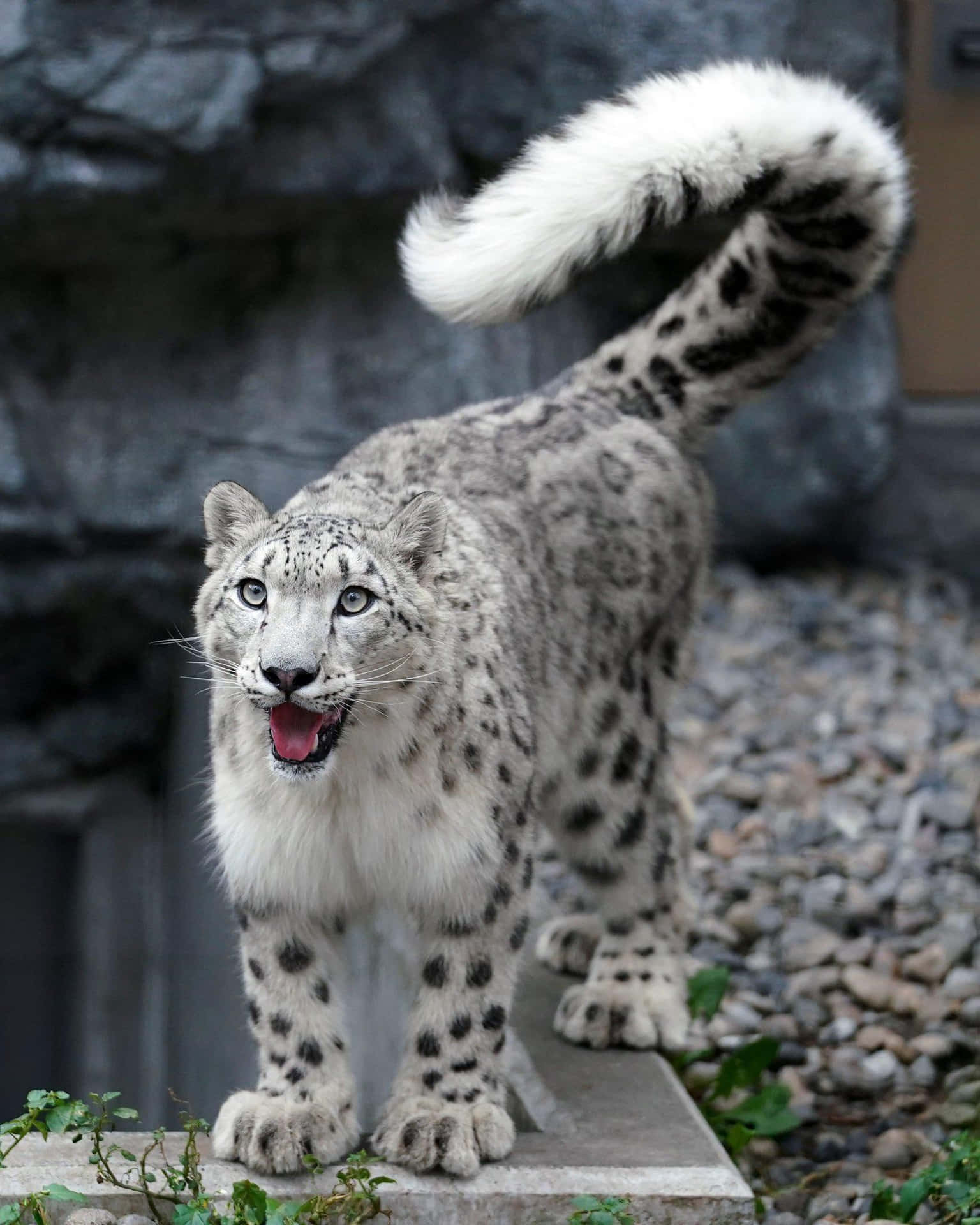 Leopard Snow Leopard Wagging Tail Picture