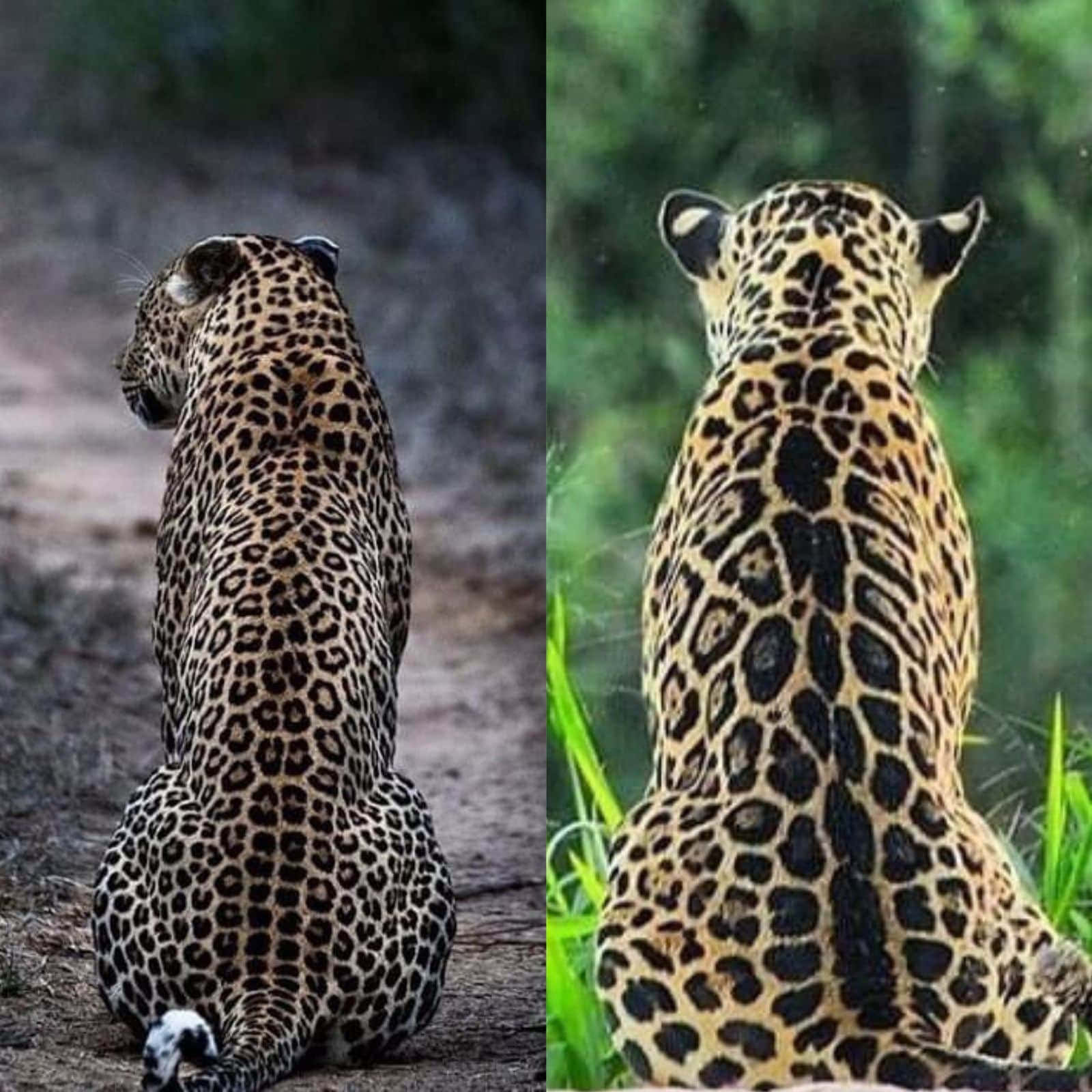 Imagende Leopardo Dividido En Pantalla Día Y Noche.