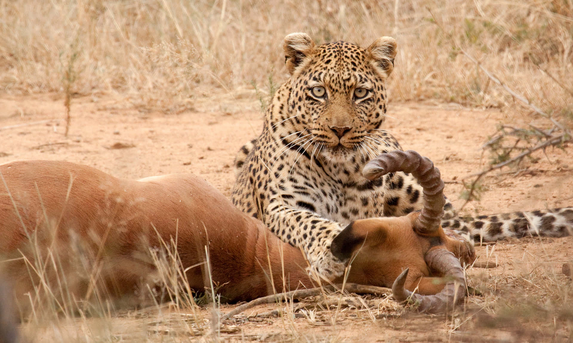 Leopard og antilope i vildt billede tapet