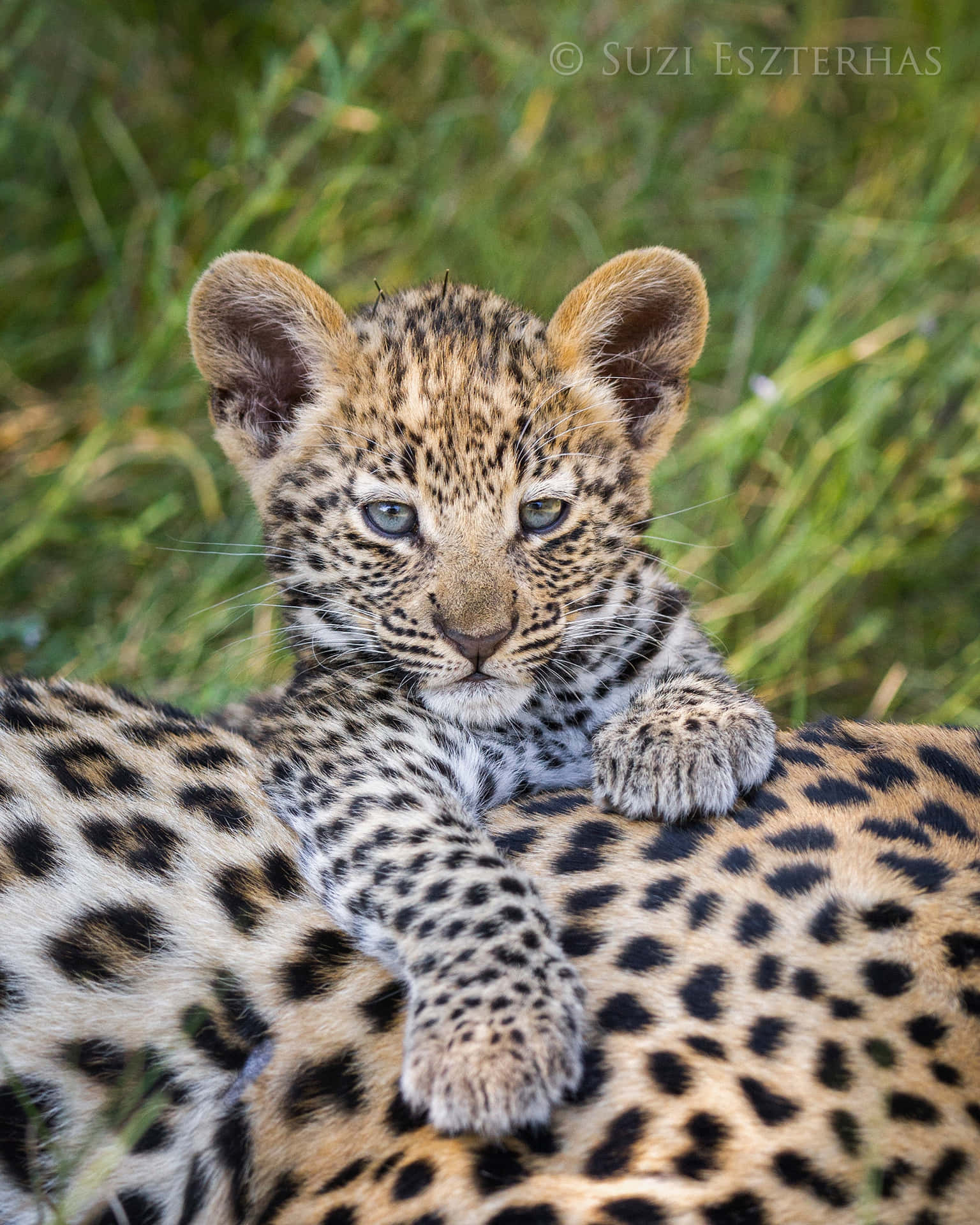 Majestær Leopard Spotted i Naturens Vilde