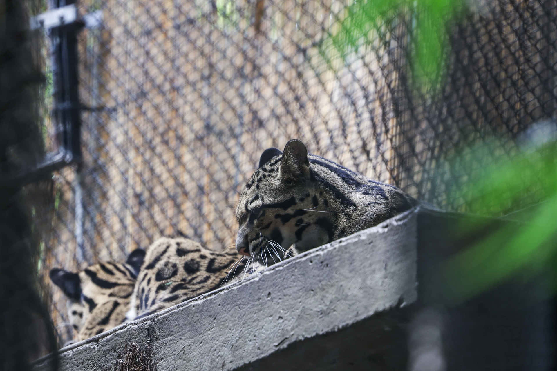 Leopardpå Betong Innanför Bur Bild.