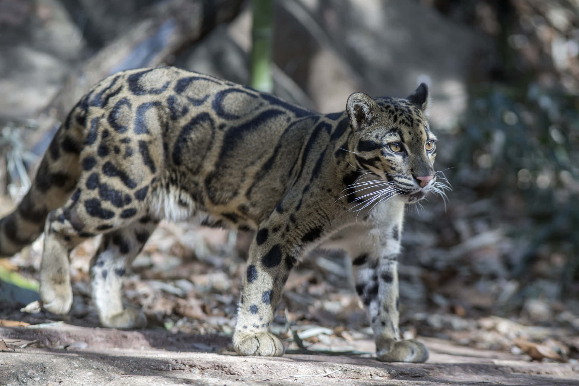 Imagende Un Leopardo Caminando En El Suelo.