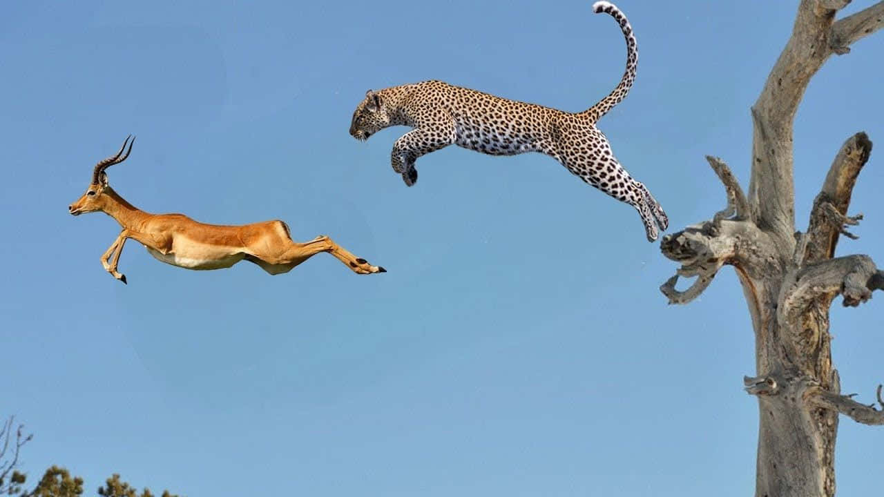 Imagende Leopardo Persiguiendo Antílope Que Salta De Un Árbol.