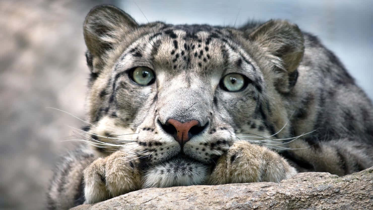 Leopard Snow Leopard på Rock Picture Tapet