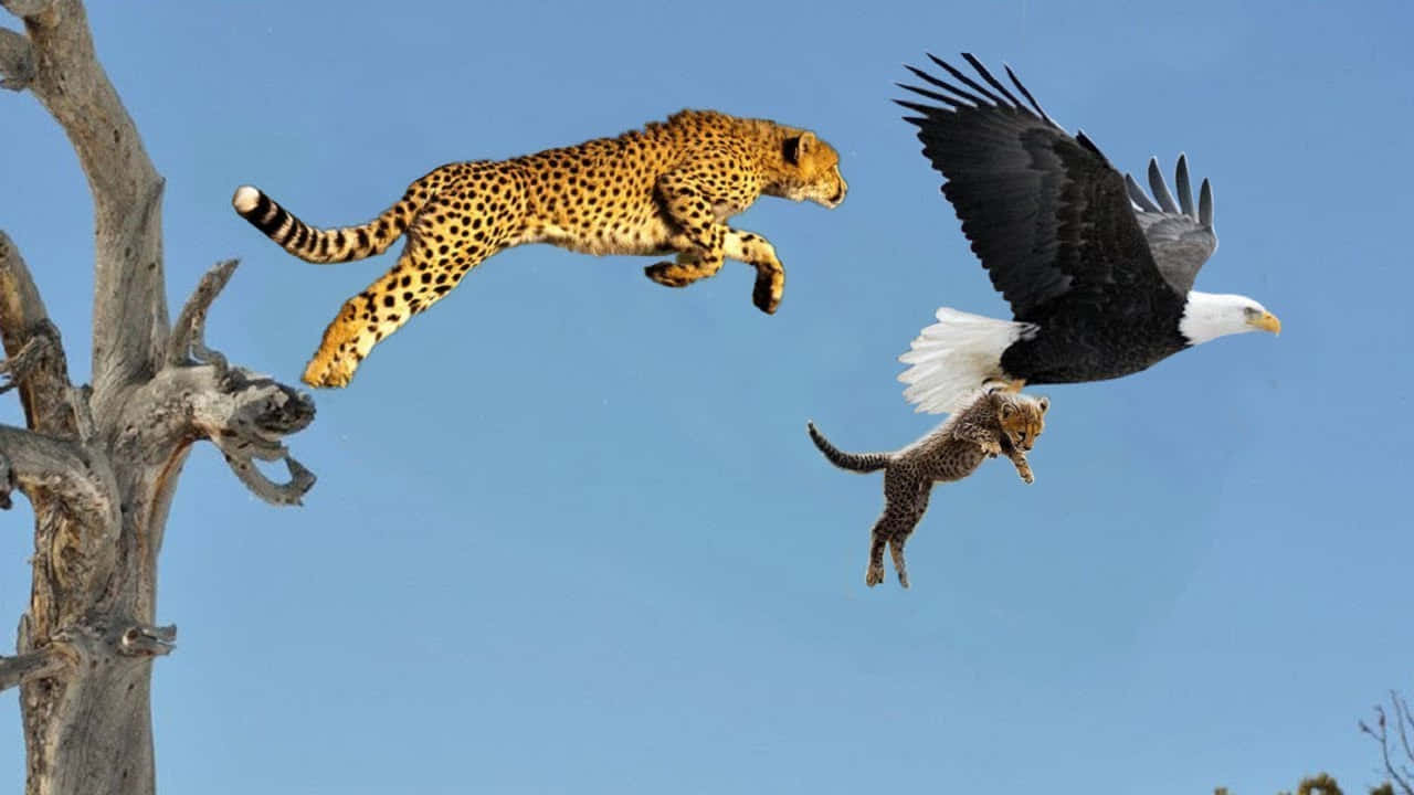 Imagende Un Leopardo Saltando Con Un Águila.
