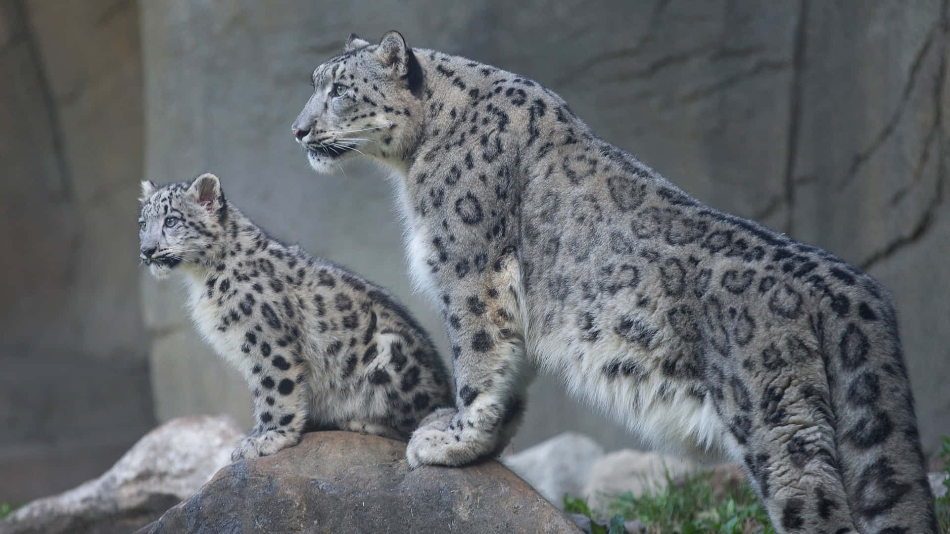 Imagende Una Madre Y Su Cría De Leopardo En Una Roca