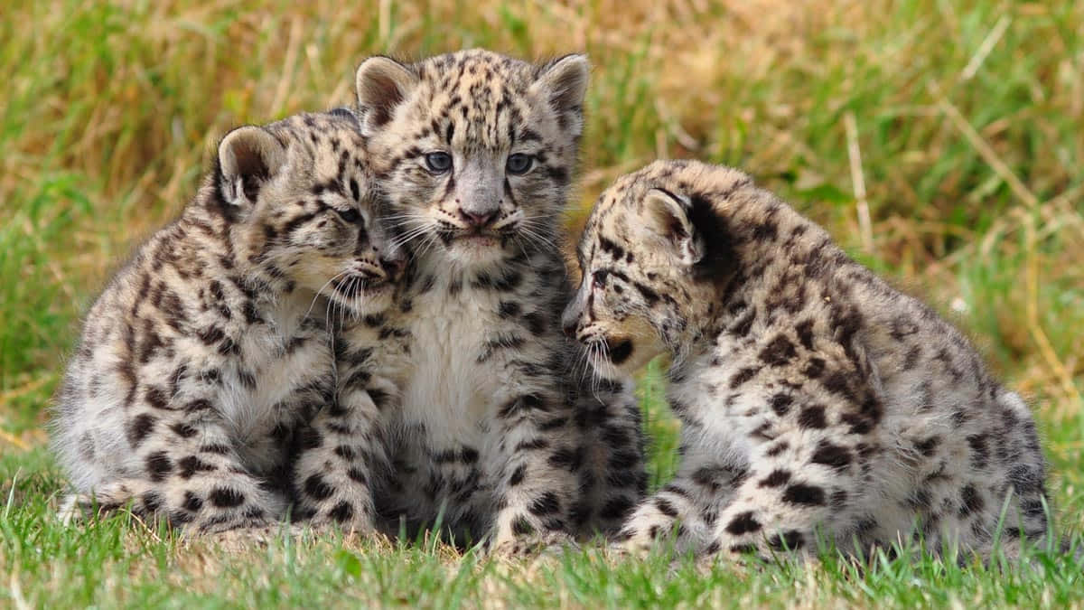 Leopard Baby Dyr kubber på Græs Billede Wallpaper