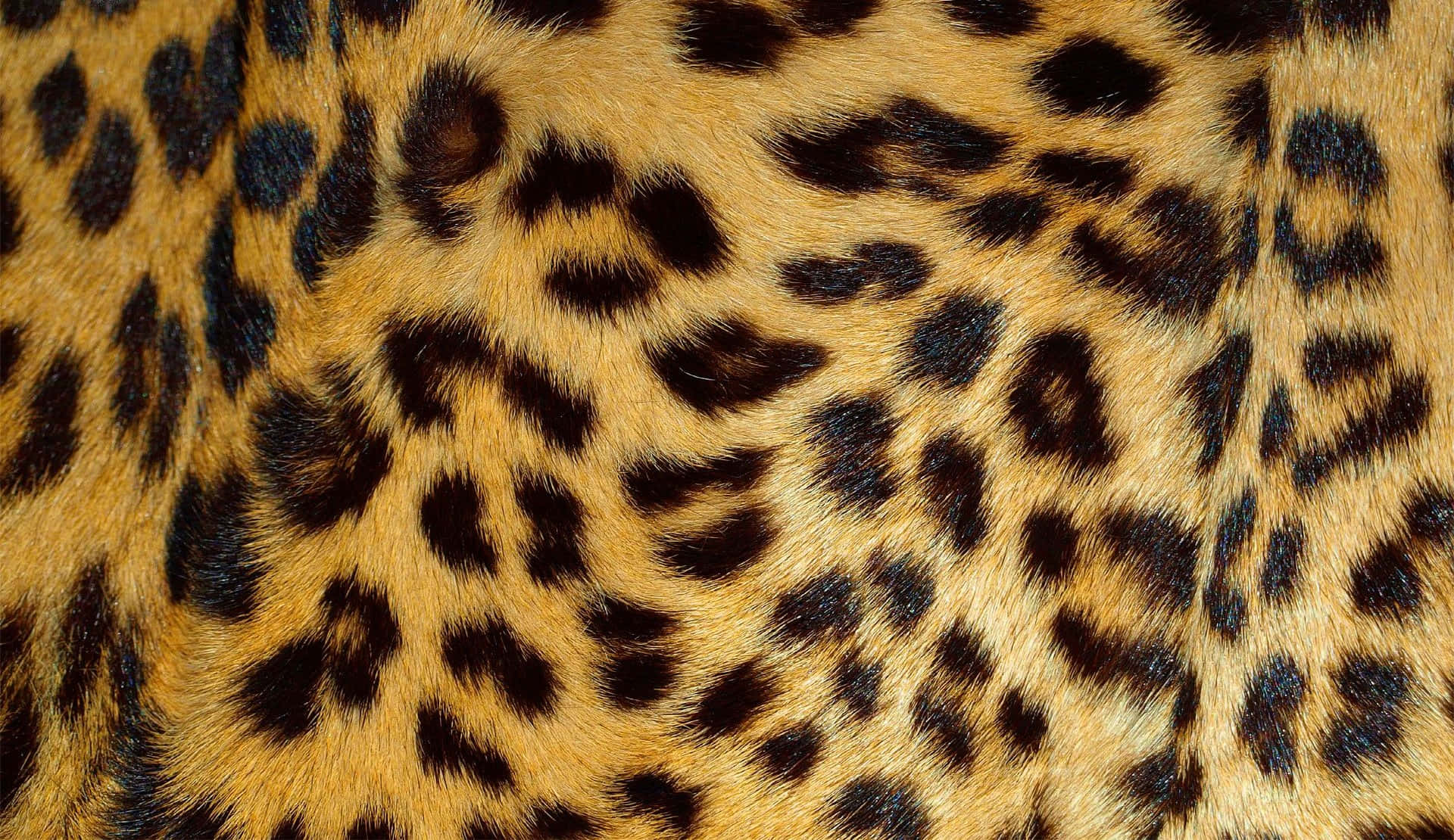 Framhävdin Vilda Sida Med Leopardmönster På Din Datorskärm Eller Mobilbakgrund.