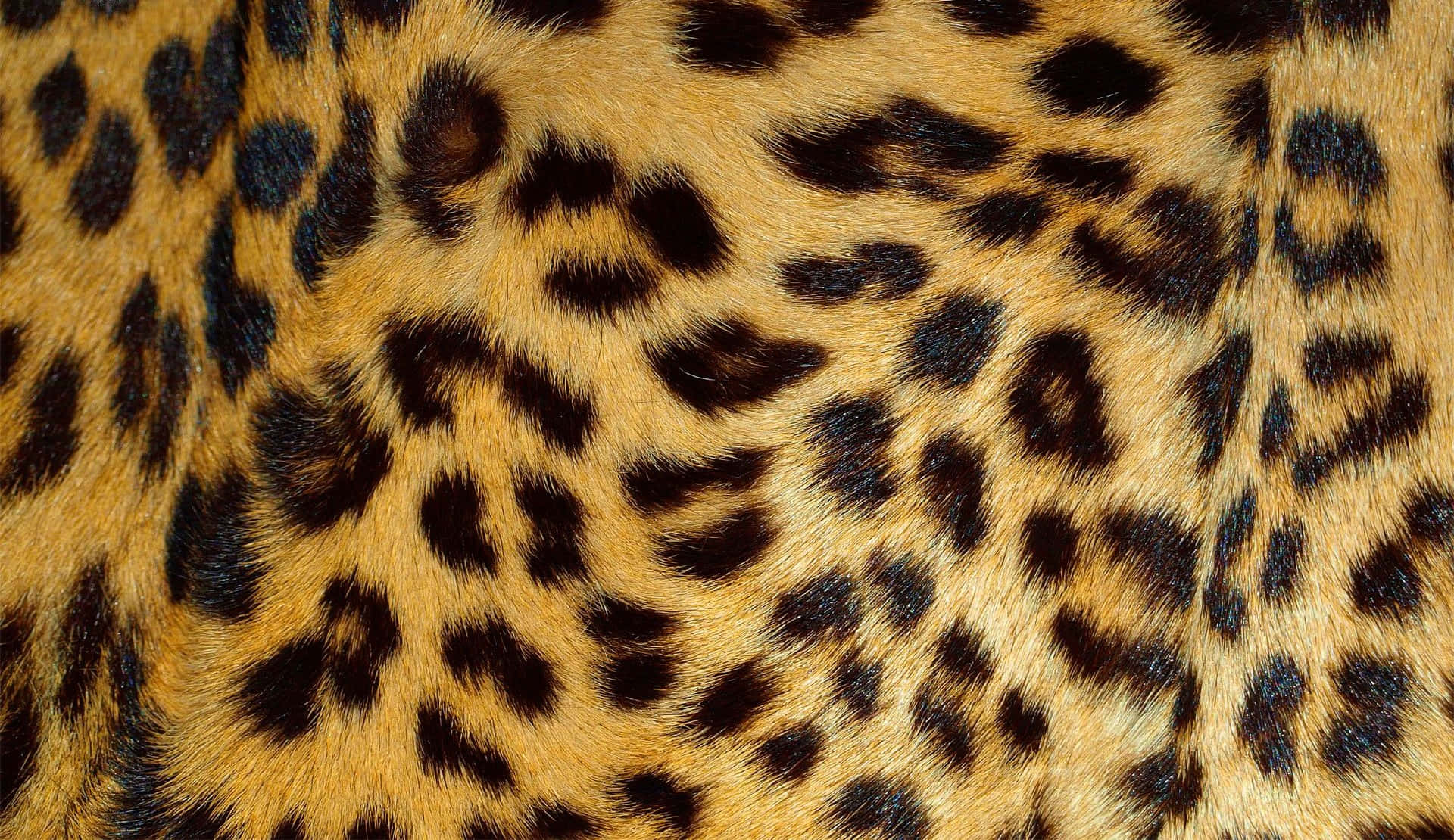 Expresatu Lado Salvaje Con Un Estampado De Leopardo.