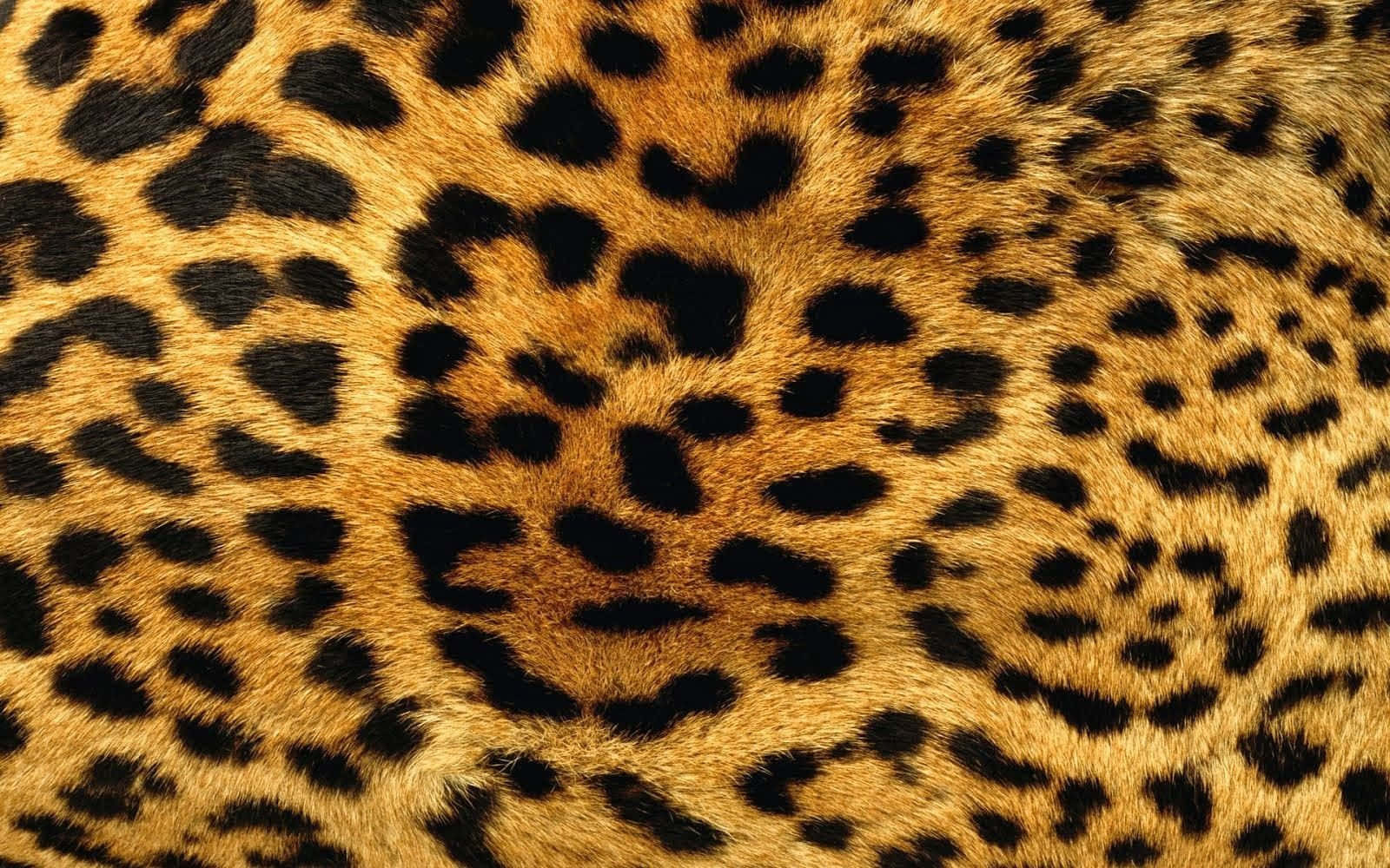 Bold Leopard Print Background