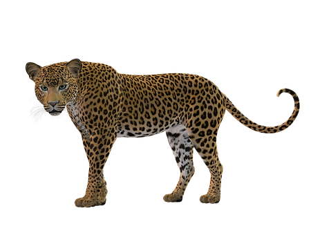 Leopard Profile Black Background PNG