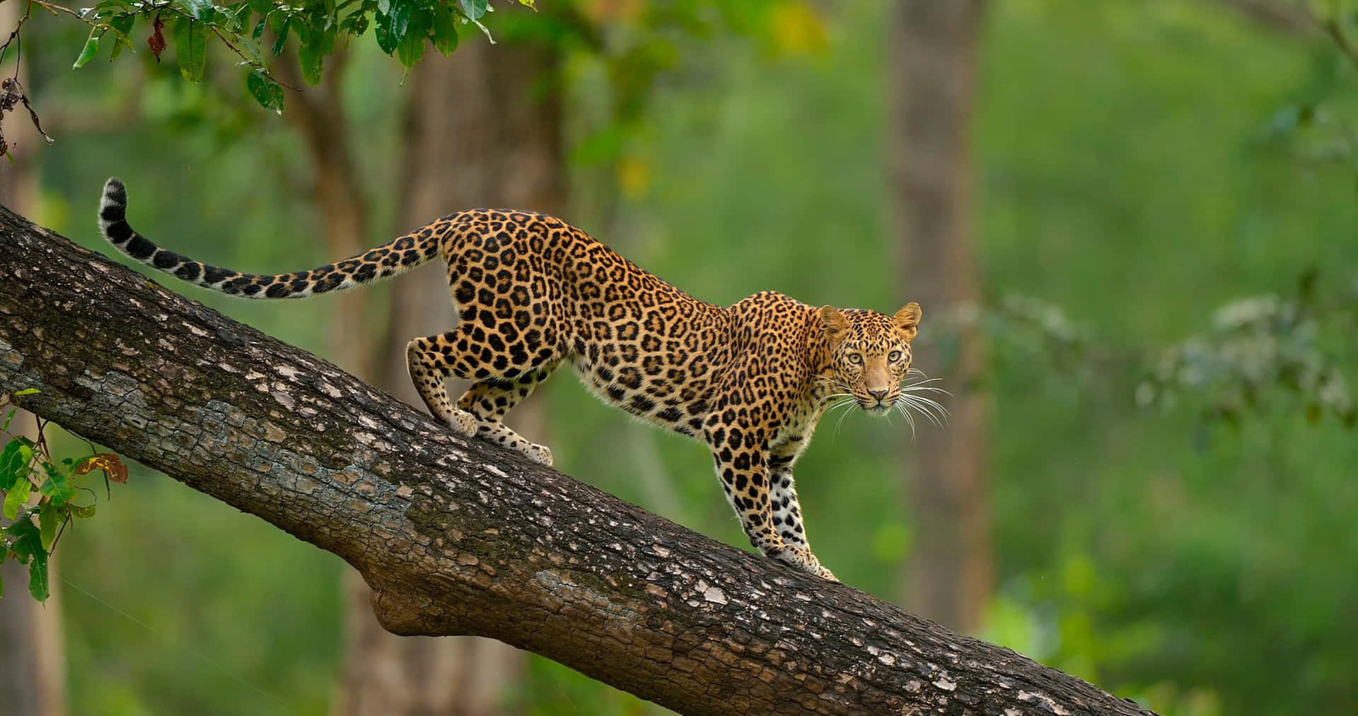 Leopard Prowling Tree Branch4 K Wallpaper