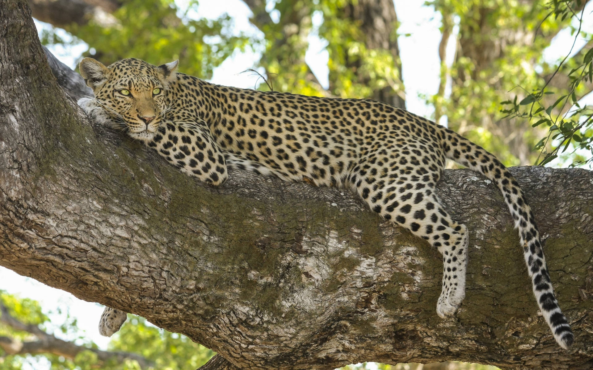 Leopard Relaxing On A Tree Branch Wallpaper