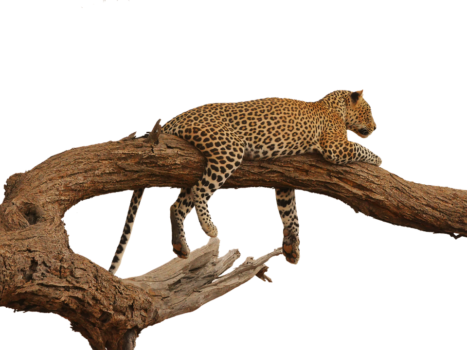 Leopard Restingon Tree Branch PNG