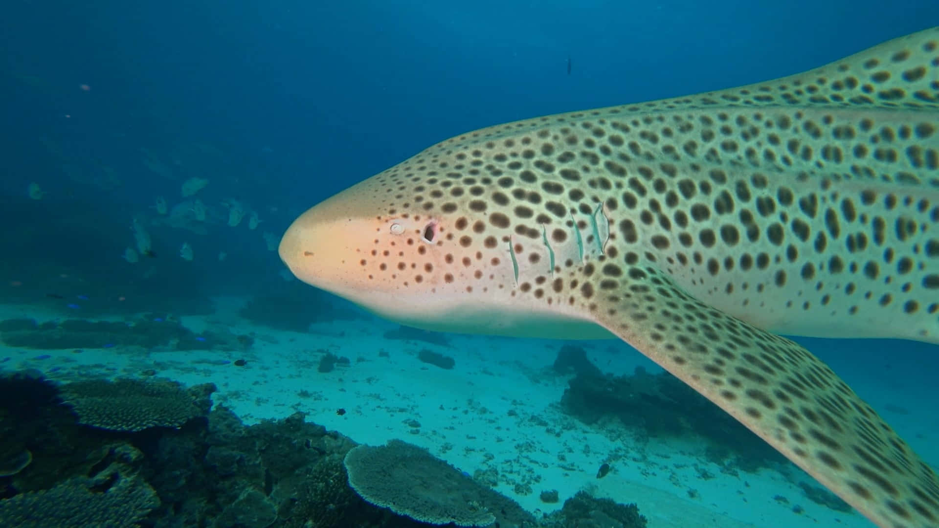 Leopard Shark Close Up Underwater Wallpaper