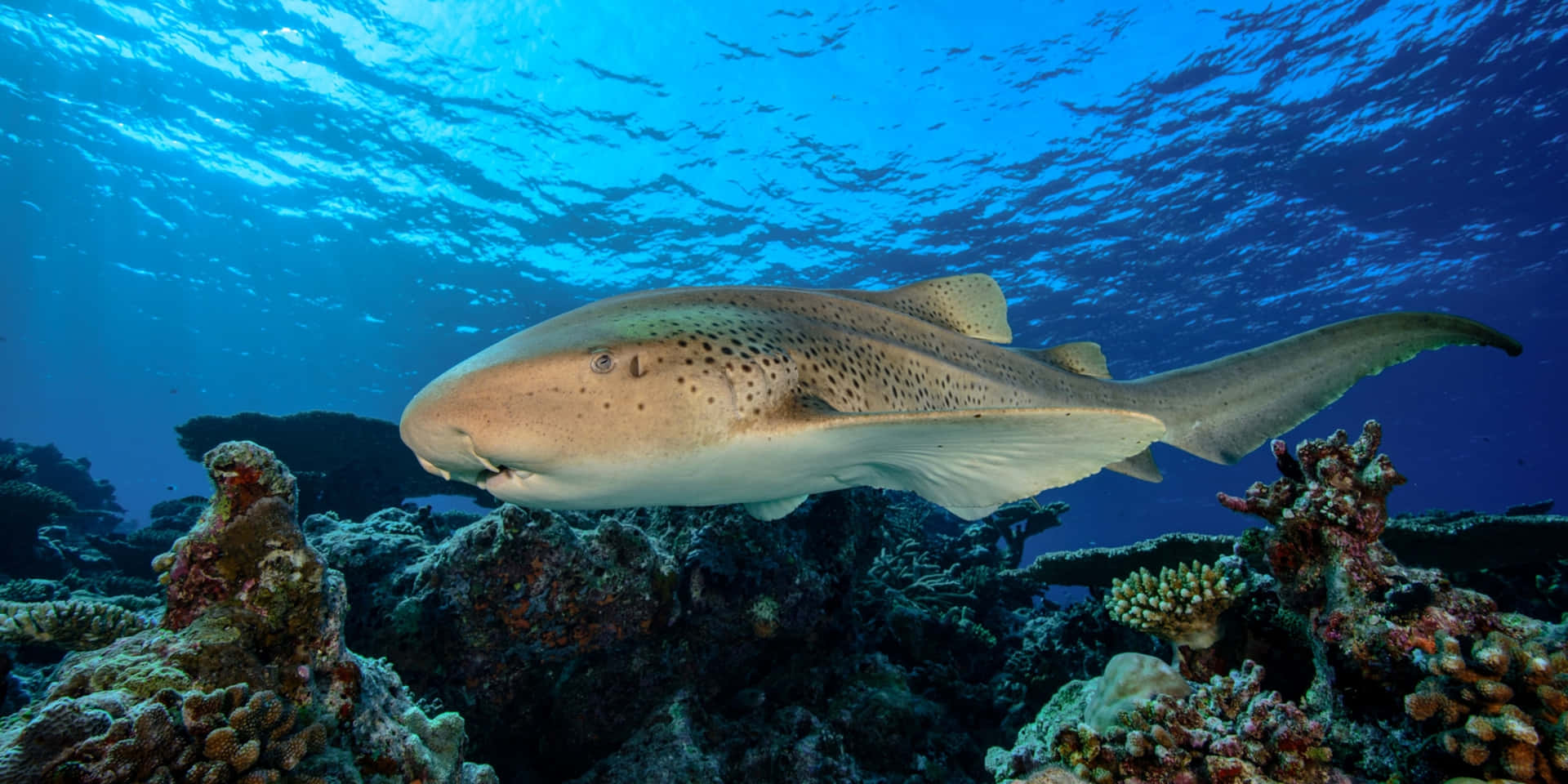 Leopard Shark Coral Reef Underwater Wallpaper
