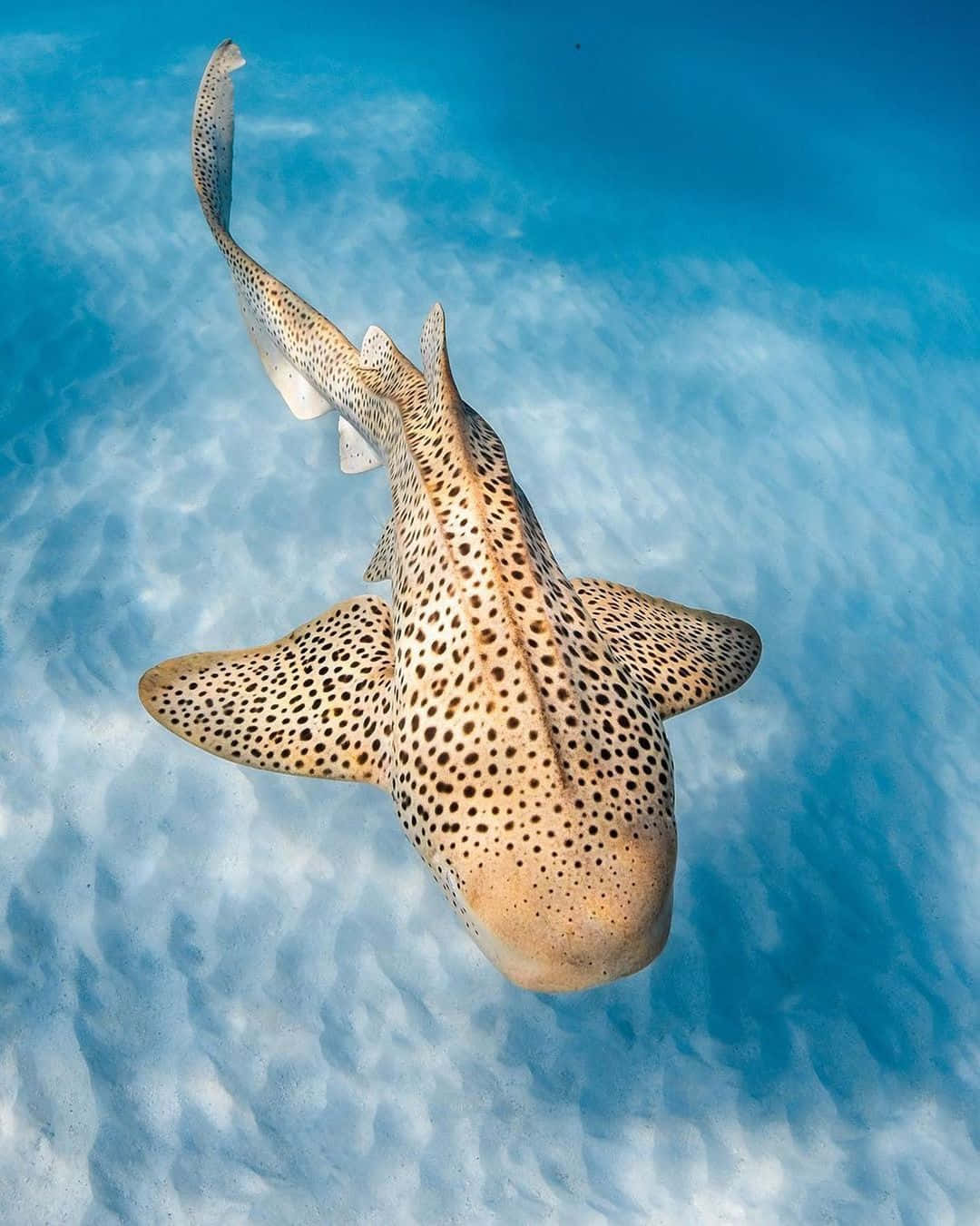 Leopard Shark Graceful Swim Wallpaper