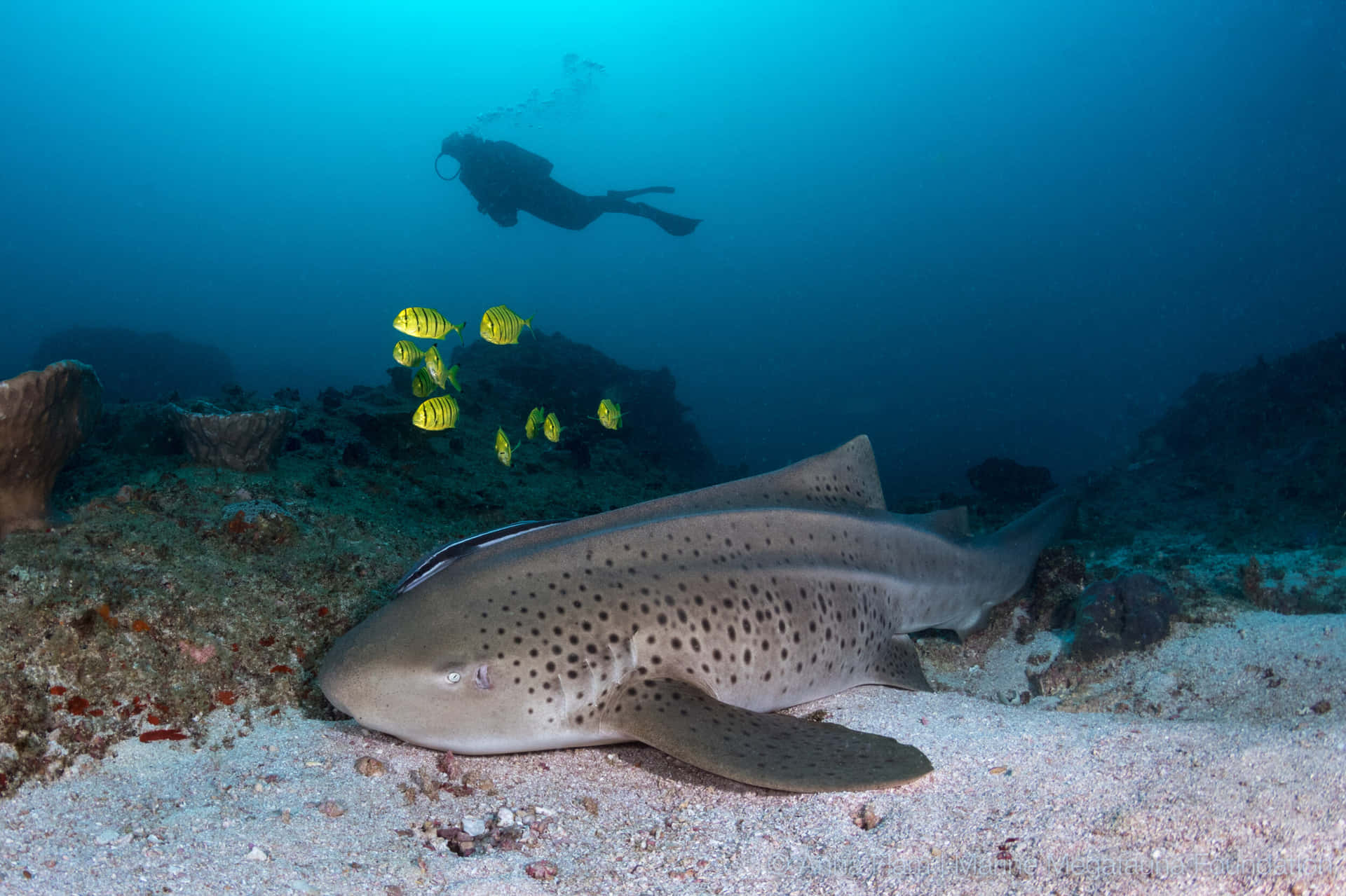 Leopard Shark Ocean Dive Wallpaper