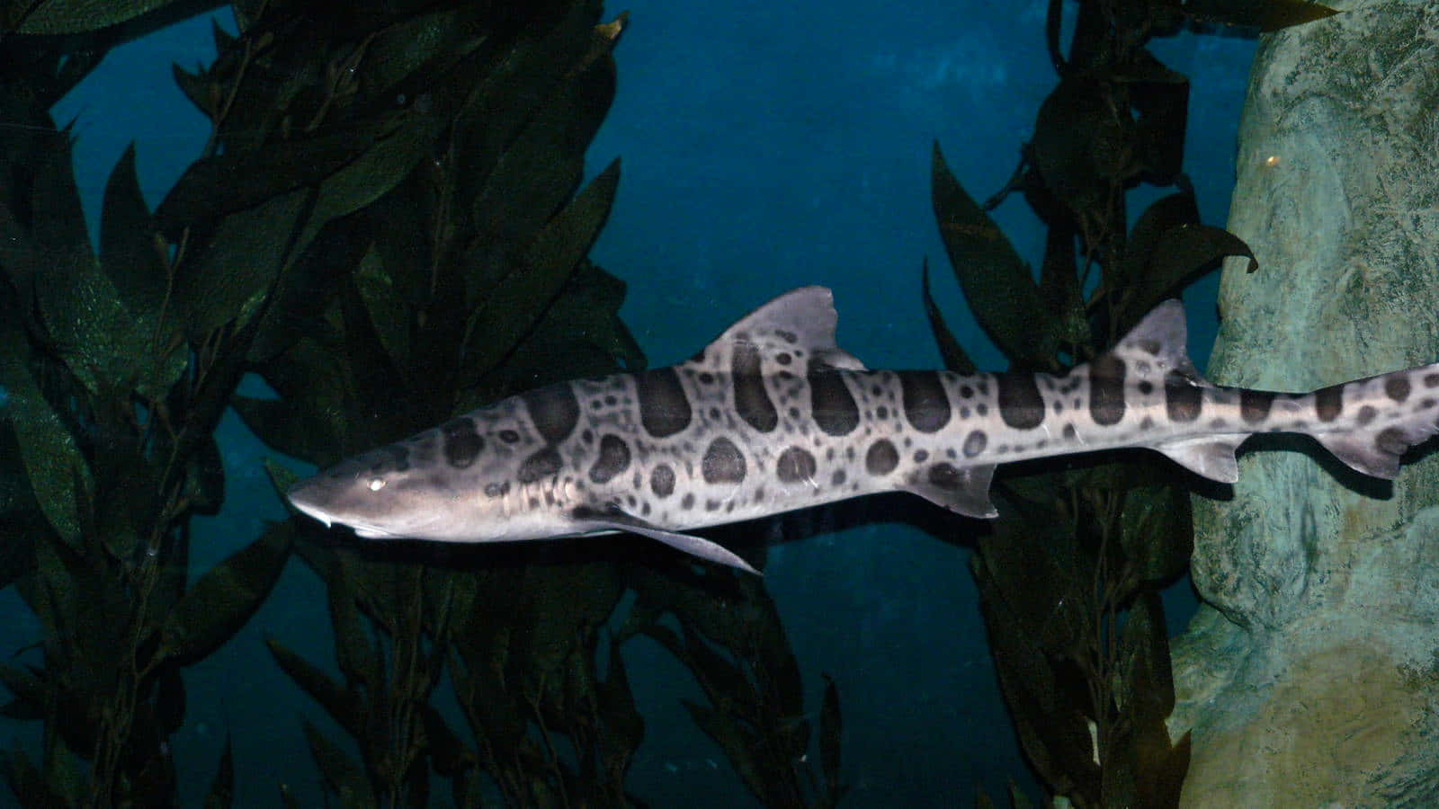 Leopard Shark Swimming Among Seaweed Wallpaper