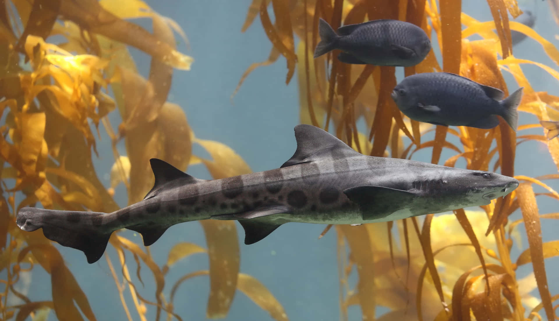 Leopard Shark Swimming Kelp Forest Wallpaper