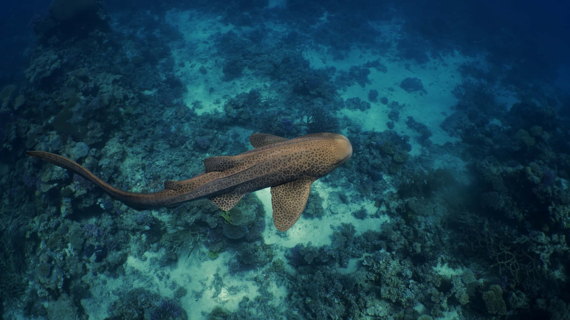 Leopard Shark Swimming Over Coral Reef Wallpaper