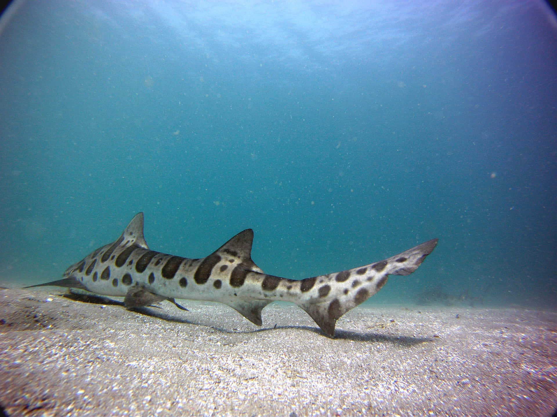 Leopard Shark Swimming Underwater.jpg Wallpaper