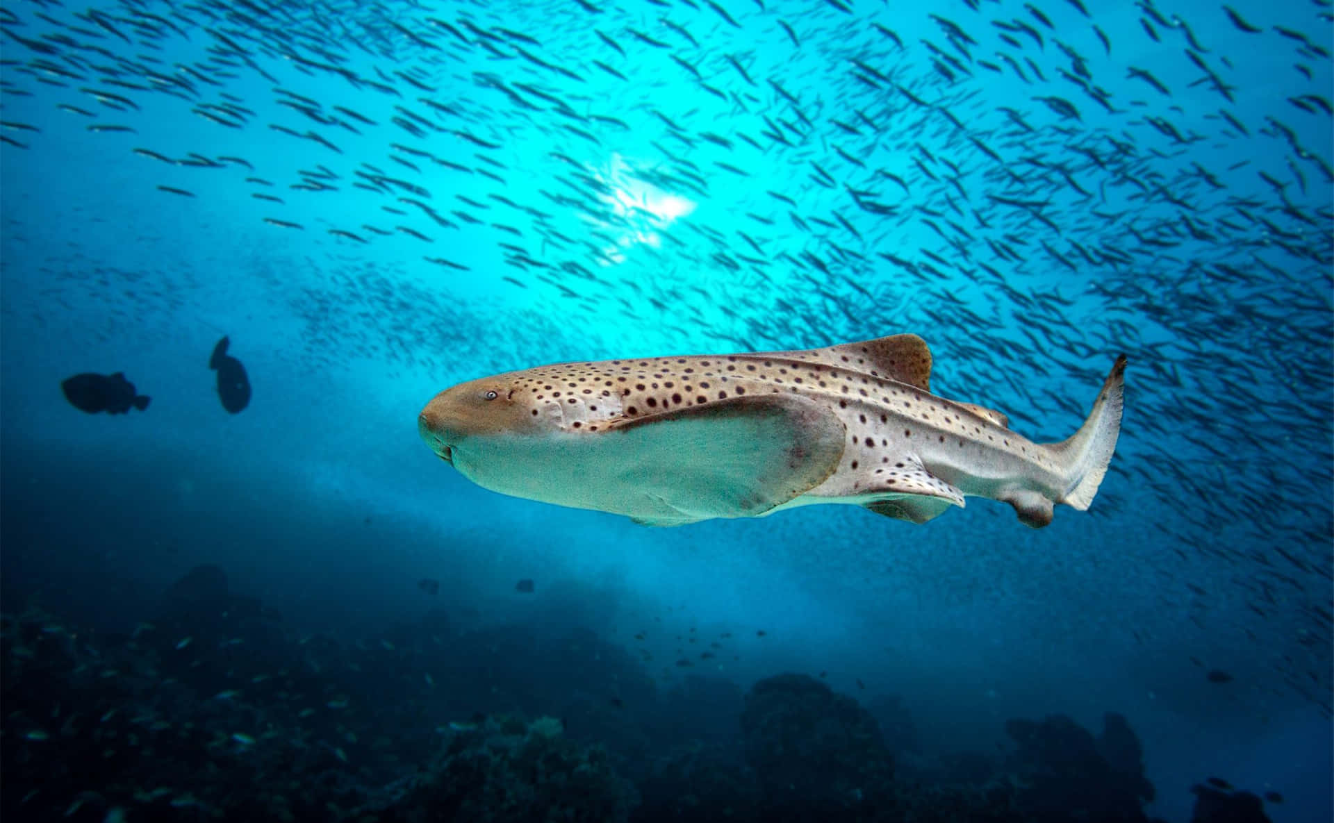 Leopard Shark Swimming Underwater Wallpaper