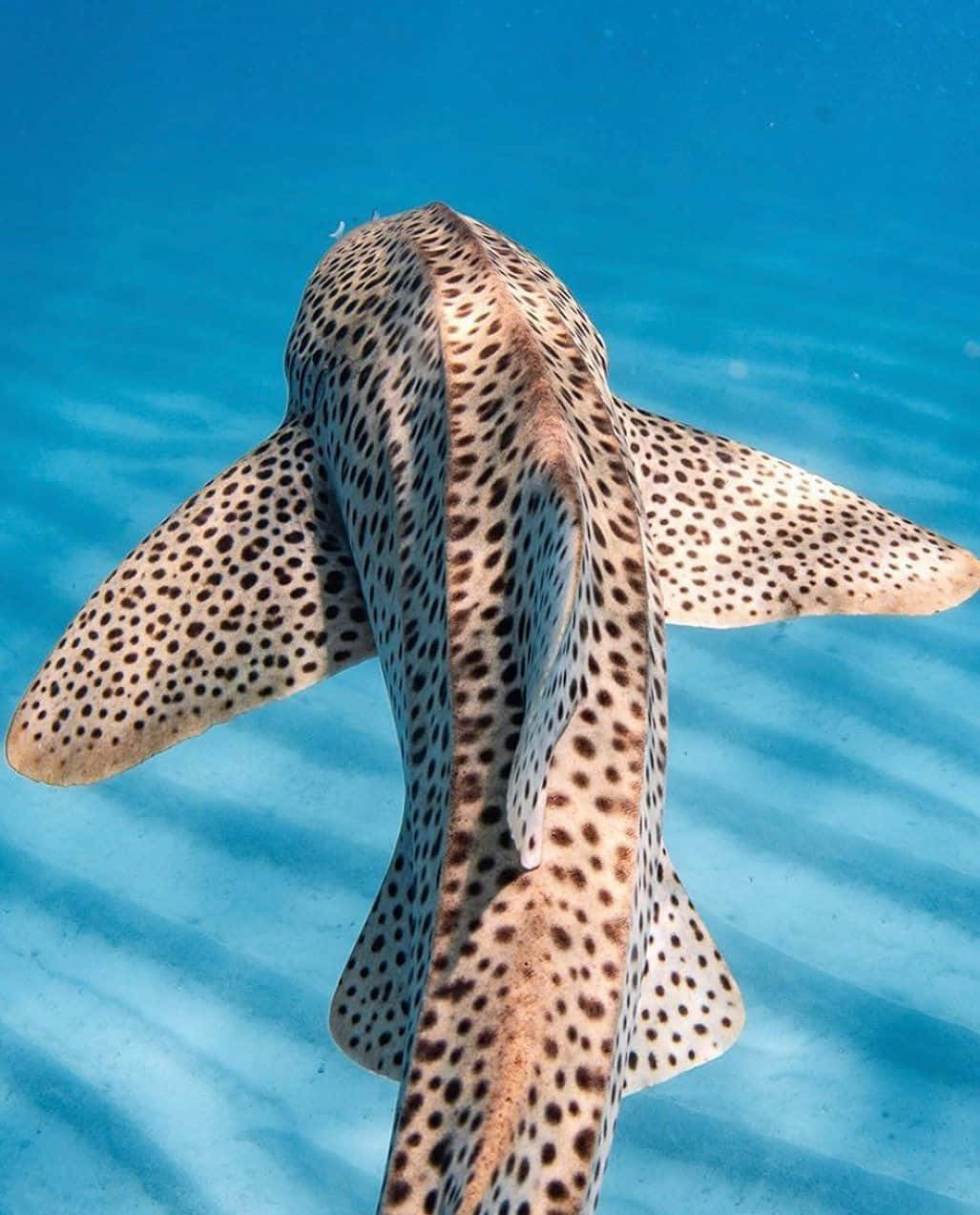 Leopard Shark Underwater Photography Wallpaper