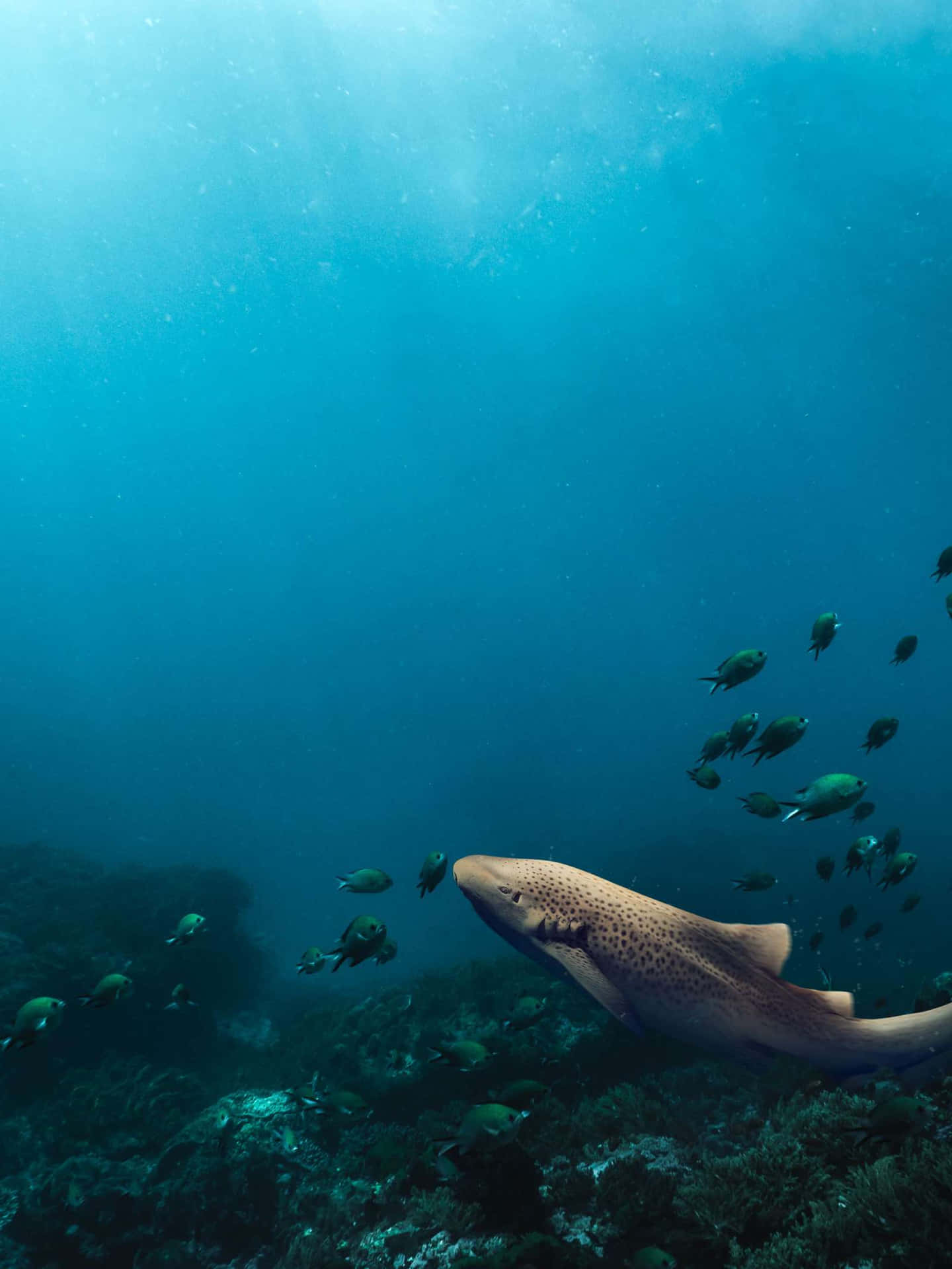 Leopard Shark Underwater Scene Wallpaper