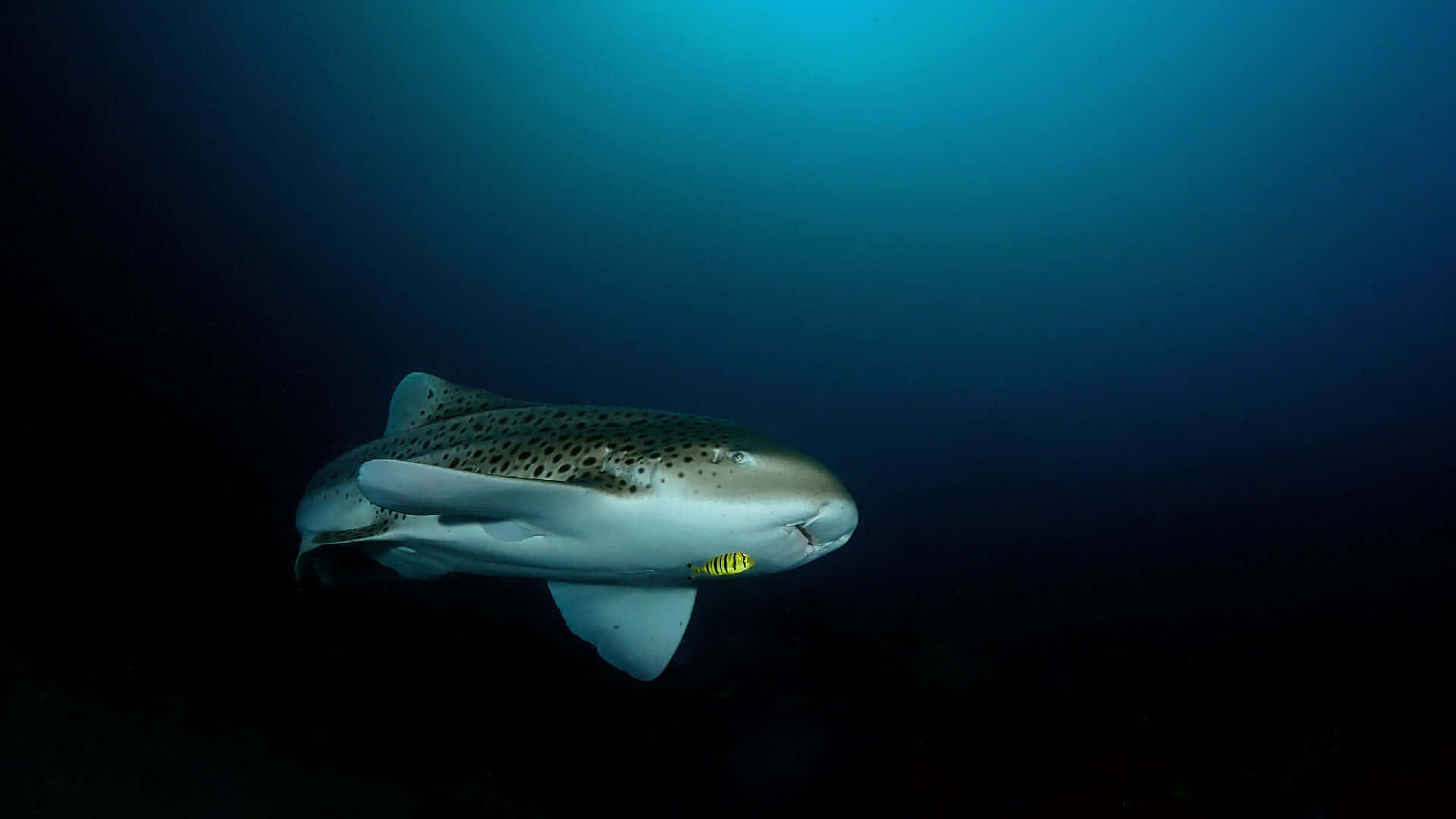 Leopard Shark Underwater Serenity Wallpaper