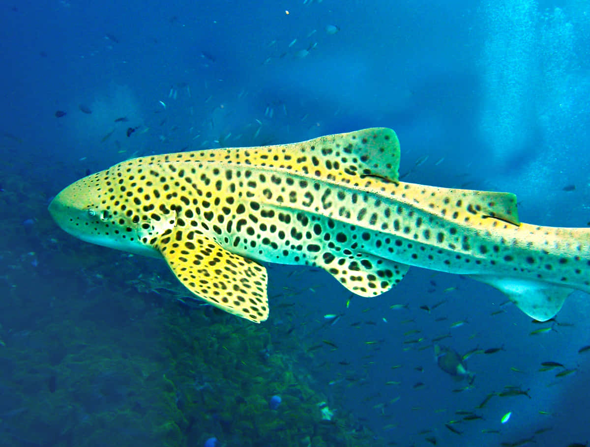 Leopard Shark Underwater Swimming Wallpaper